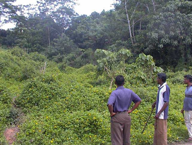 Jungle