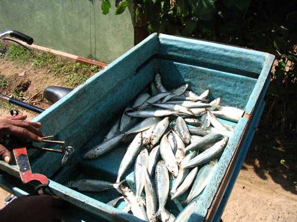 Fresh fish